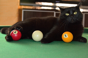 black cat, black cat plays billiards, billiards, pool table, billiard master