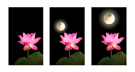 three frame of pink lotus with full moon at night