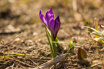 Dark lilac crocuses still in buds against a blurred background - the first spring flowers in the...