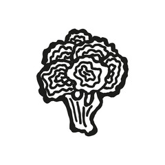 Broccoli Vegetable Hand drawn Line Stroke Icon Logo. Vegetable in retro style, outline illustration of farm product for design advertising products shop or market.