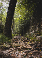 Road with roots and trees in Las Batuecas, Salamanca, Spain.