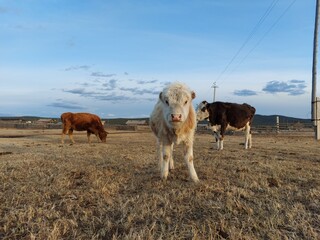 Herd of Cows Grazing on Spring Meadow