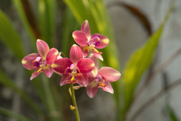 Fototapeta na wymiar Tropical Punch Ground Orchid, Spathoglottis ‘Tropical Punch’, India