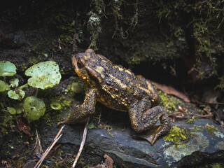 Toad on the stone.