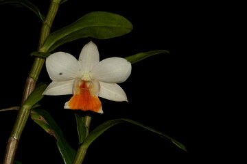 White and orange dendrobium, India