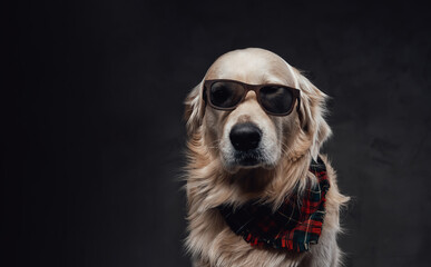 Cute and stylish golden retriever with sunglasses and human hand