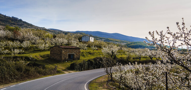 Cherry trees in Valle del Jerte, C&aacute;ceres, Spain.