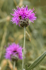 Front close-up of knapweed flowers Centaurea scabiosa, with meadow in the background