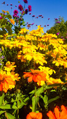 Üppige Blüten Farben Pracht Blumen Pflanzen Vielfalt bunte Sommer Frühling Balkon Terrasse Blume Stauden orange rot Flora floral Insekten Hochbeet Zierpflanzen Schönheit grün dicht Teppich Beet Kultur