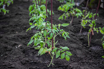 young tomato sprouts are planted in the ground