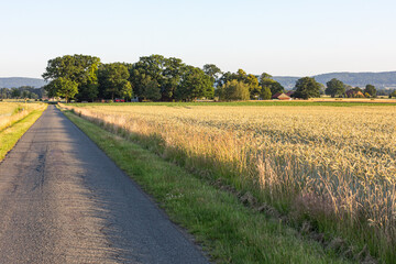 Aspahltierter Feldweg mit Getreidefeldern
