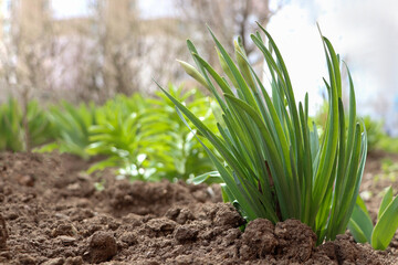 Daffodil plants growing in garden, space for text. Spring flowers