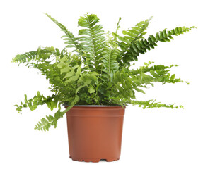 Beautiful fern in pot isolated on white © New Africa