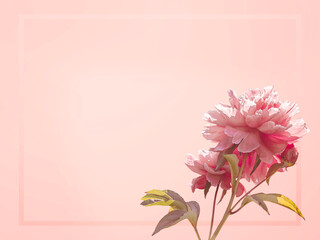 Red peony on a peach colored background with copy space, card concept