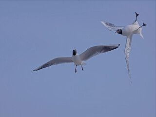 close-up flying seagull in the sky on plain background