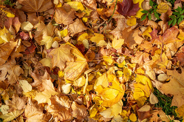 Red and Orange Autumn Leaves Background