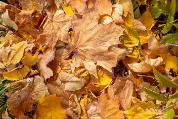 Red and Orange Autumn Leaves Background