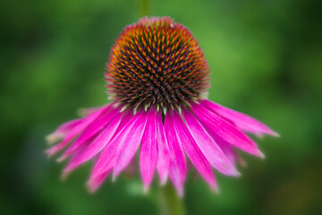 Echinacea