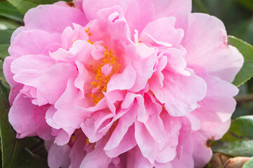Pink flower of camellia in a gardeb