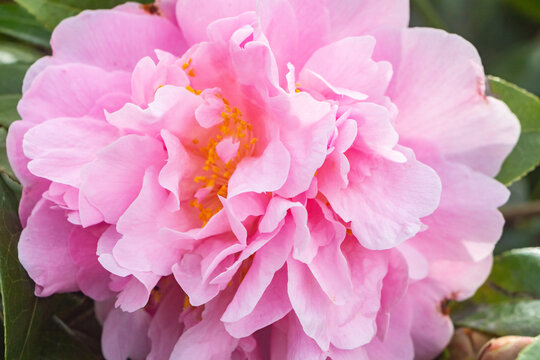 Pink flower of camellia in a gardeb