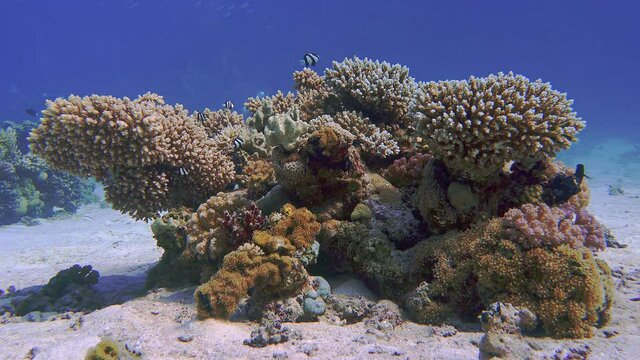 Hard corals that grow on the bottom and the fish Humbug dascyllus live in them.