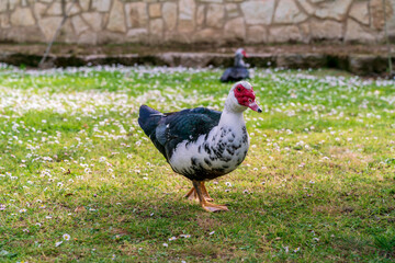 Close-up of a black and white duck with a red head, known as a creole duck, bragado, black duck or mute duck in a natural park.