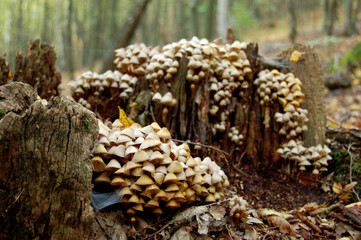 mushrooms in the forest