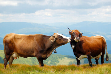 cows on the meadow mountain