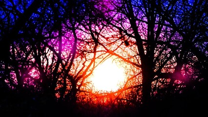 sunset in the forest