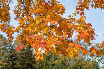 Red and Orange Autumn Leaves Background