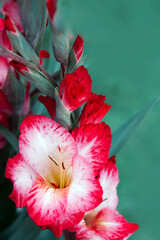 A close up macro shot of a pink gladiolus islated.