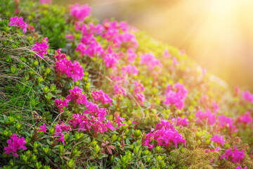 Obraz premium Rhododendron flowers in nature