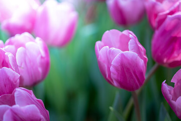 Beautiful bouquet of tulips. colorful tulips. nature background