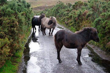 Photo of Eriskay or Shetland Ponies, taken on the Loch Skipport road on the banks on Loch Drudibeg,...