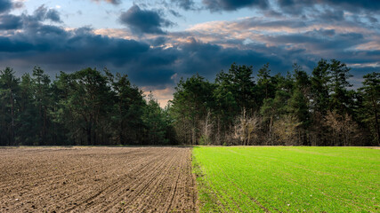 wiosna, las, zboże © Cezary