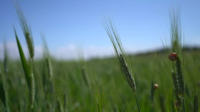 Trigo moviendose en un campo de trigo con el viento