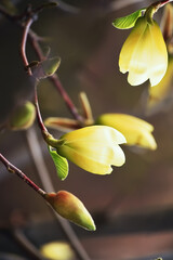 yellow magnolia flower on a natural background of a spring garden.
