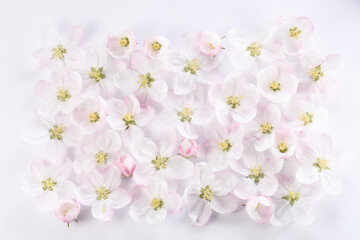 White flowers of  apple tree, on white background,  flat composition.