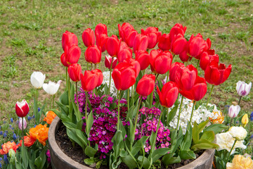 Colorful flowers that bloom on spring days.