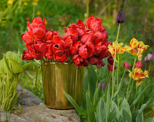 bucket with tulips in a garden.