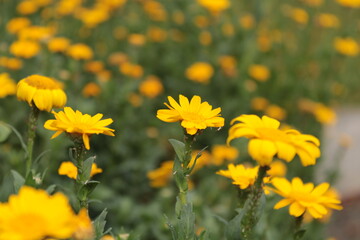 yellow flowers