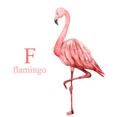 Watercolor illustration of cute flamingo on white background. Cute animal alphabet series A-Z