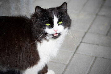 Domestic cat with green eyes on a gray background. The cat is on the street. Angry cat.