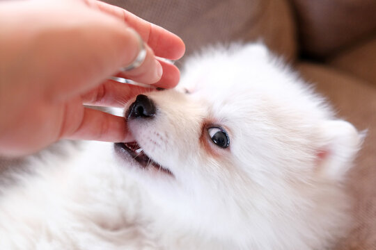 459 Best Japanese Spitz Images Stock Photos Vectors Adobe Stock 459 Best Japanese Spitz Images Stock Photos Vectors Adobe Stock