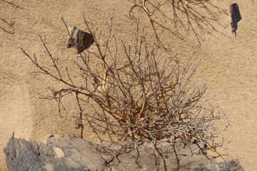Ancient petrified wood fossil pieces in Fayoum desert in Egypt