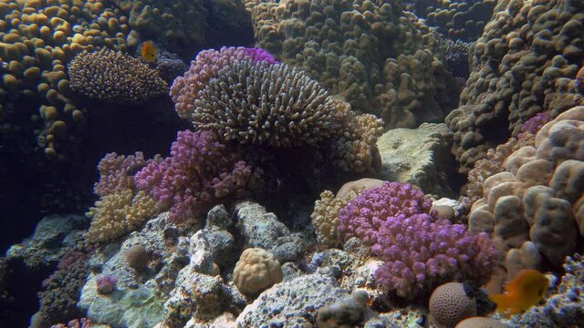 Colorful fish among a beautiful coral garden.