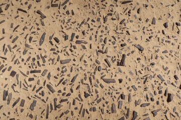 Ancient petrified wood fossil pieces in Fayoum desert in Egypt