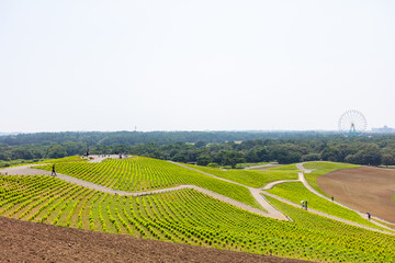 ひたち海浜公園のみはらしの丘