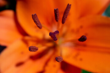 Fototapeta na wymiar orange flower macro
