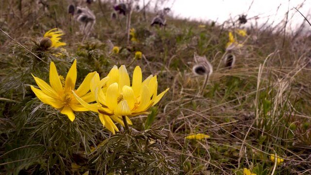 Adonis is a well-known medicinal and ornamental plant. Found in Eurasia. Blooms in spring. Odessa region (Ukraine).
